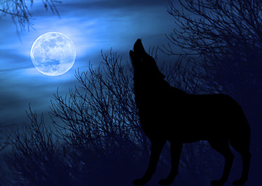 月と狼